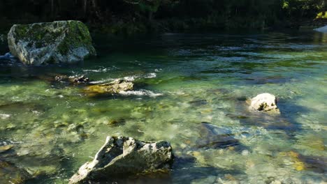 panning shot of tropical clear river flowing between rocks in jungle of new zealand lighting by sunlight