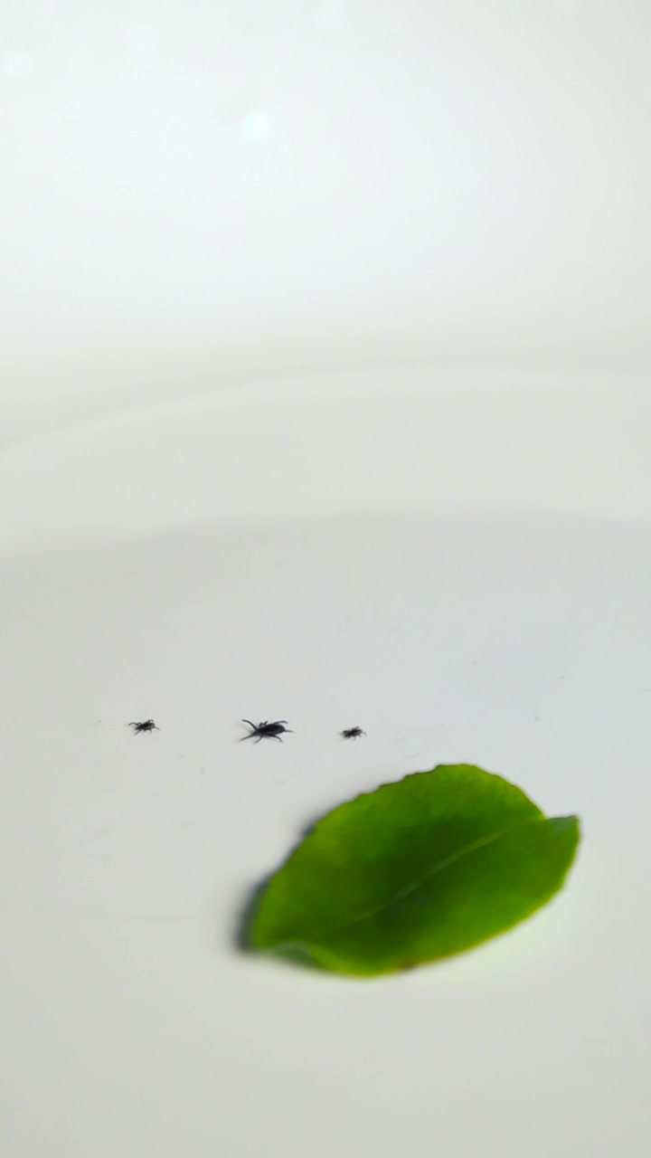 Macro di tre pericolose zecche nere, potenziali vettori della malattia di Lyme, che strisciano accanto a una foglia verde di mirtillo su uno sfondo bianco isolato, evidenziando un rischio per la salute pubblica.