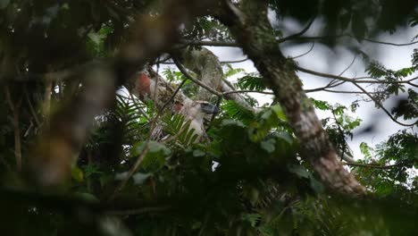 Calling-its-parents-to-come-while-on-top-of-a-fern-at-the-canopy-of-a-tree-deep-into-the-jungle,-the-parent-comes-to-bring-food,-Philippine-Eagle-Pithecophaga-jefferyi,-Philippines