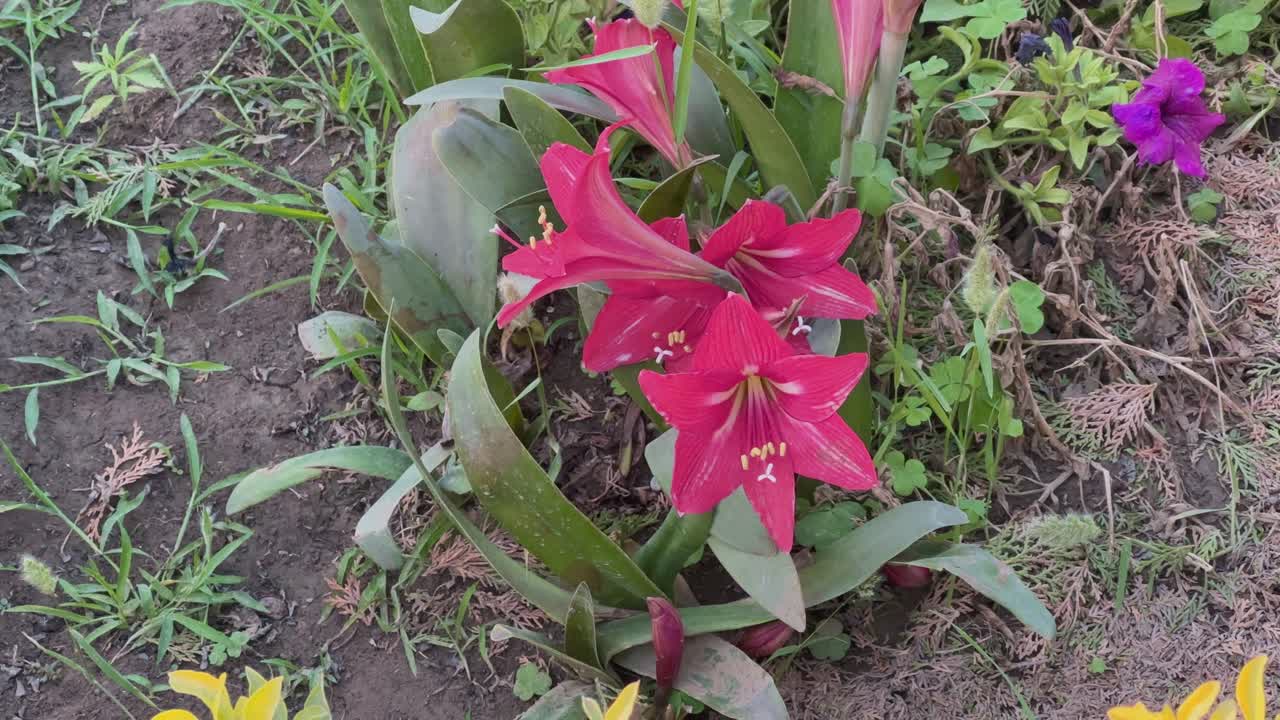 Red Lily called Stargazer Lilies flowers in garden.