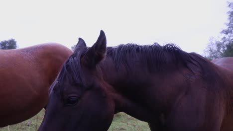 two horses walking away, scandinavian nature