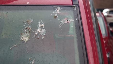 bird droppings on a car windshield