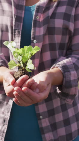 video of midsection of caucasian woman holding seedling