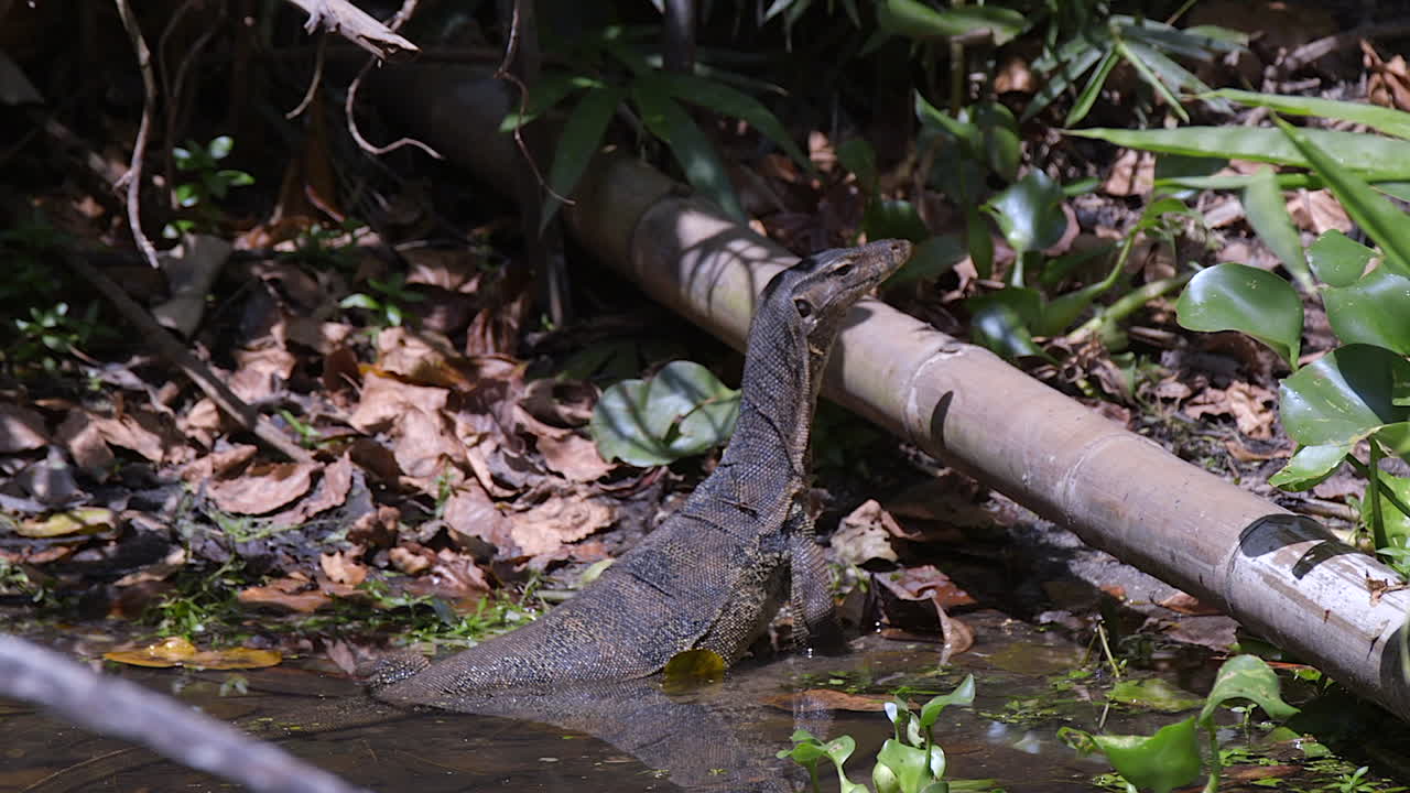 un lagarto monitor de agua de malasia levantando la cabeza por encima de una tubería en el bosque para mirar sus alrededores - plano medio