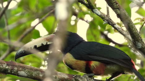 aracari con collar se sienta en una rama en el dosel de los árboles, mirando alrededor