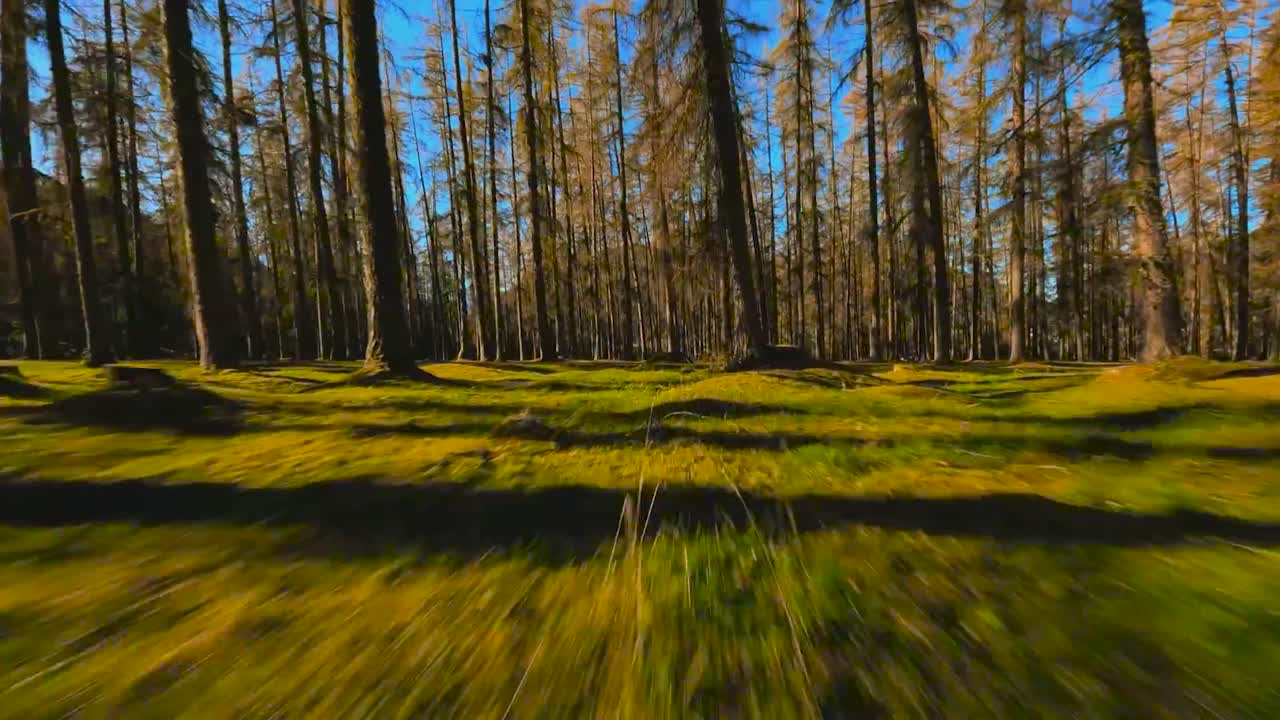 Drone flying through forest near the ground during autumn time while sun is shining and tall sequoya and pine trees are casting shadows. Sky is blue in the background and mountains are visible.