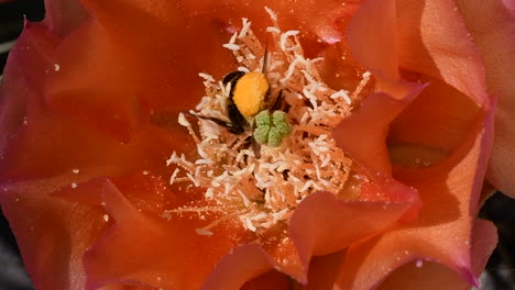 primer plano de abeja volando hacia una flor de cactus y excavando en ella