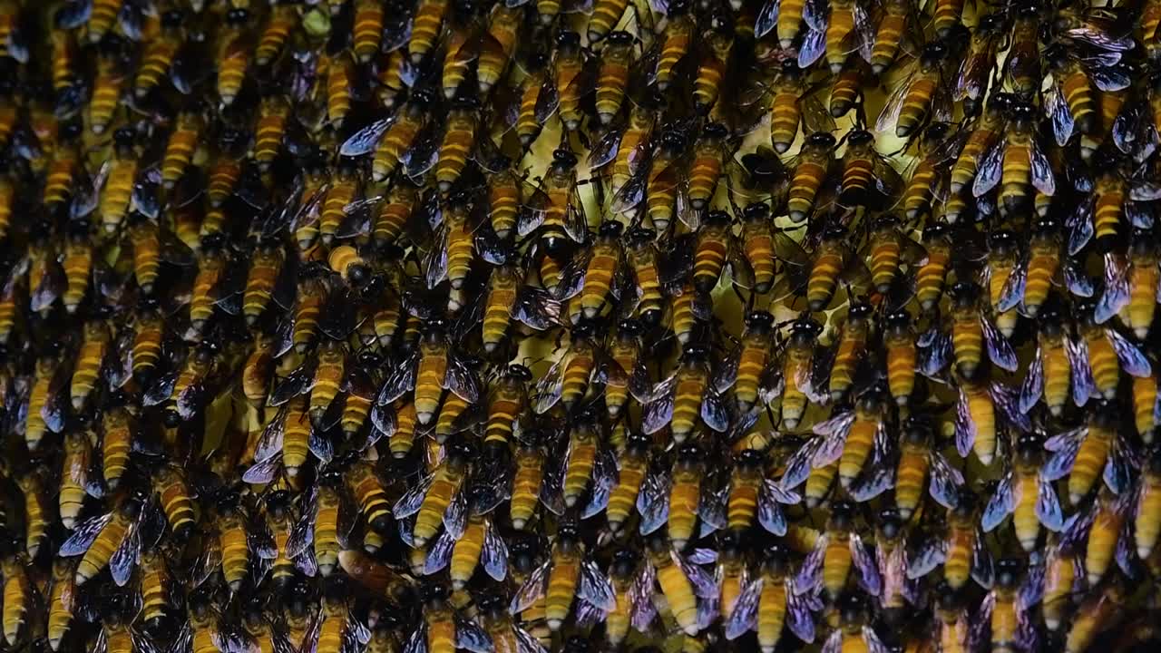 se sabe que las abejas melíferas gigantes construyen grandes colonias de nidos con bolsillos simétricos hechos de cera para almacenar miel como fuente de alimento.
