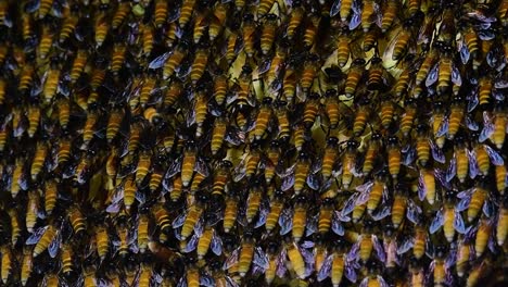 Se-Sabe-Que-Las-Abejas-Melíferas-Gigantes-Construyen-Grandes-Colonias-De-Nidos-Con-Bolsillos-Simétricos-Hechos-De-Cera-Para-Almacenar-Miel-Como-Fuente-De-Alimento.