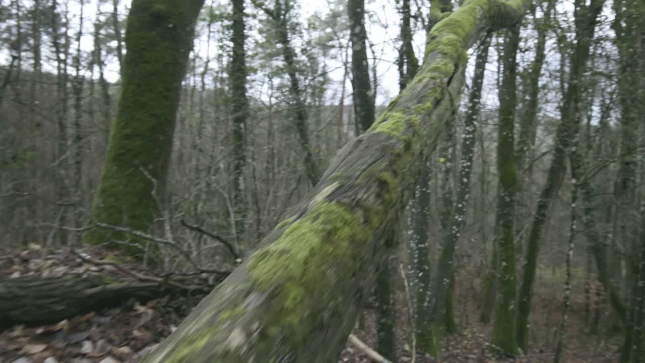 나무껍질과 그 위에서 자라는 다양한 식물과 이끼