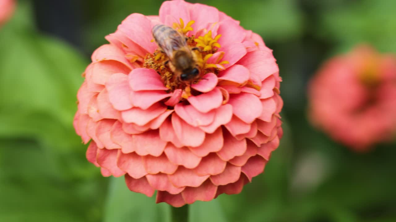 abeja recogiendo néctar de la flor de zinnia rosada