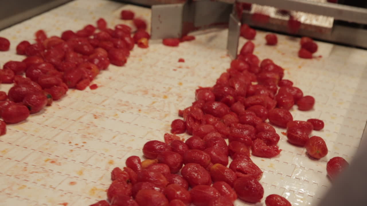 토마토 생산 라인: 공장에서 가공된 토마토, 미국