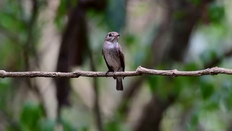 El-Papamoscas-Marrón-Asiático-Es-Un-Pequeño-Pájaro-Paseriforme-Que-Se-Reproduce-En-Japón,-Himalaya-Y-Siberia