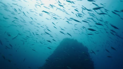 school of fish swimming above an underwater reef