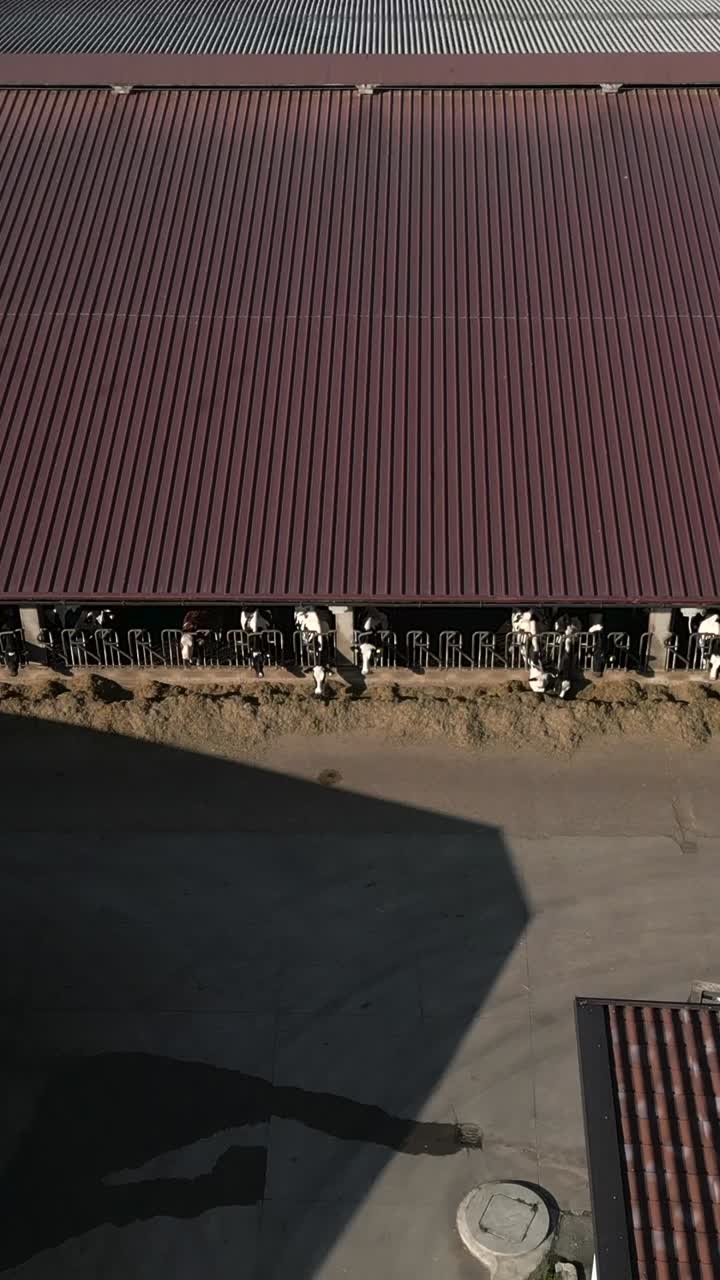 Vacas en un granero