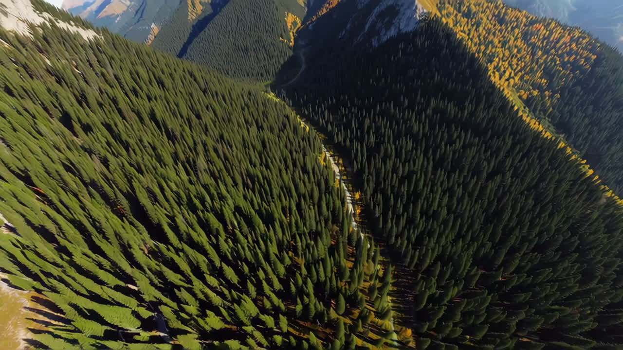 vista aérea de un bosque montañoso