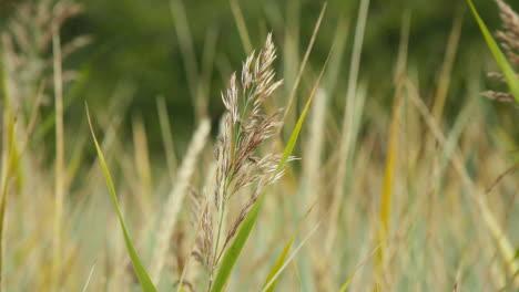 Dune-Grass-in-the-wind-at-Baltic-Sea-Slow-Motion-Close-Up