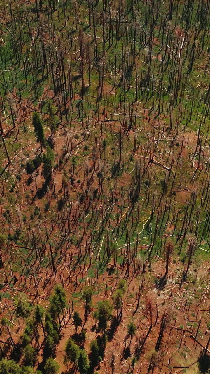 Forest national park yosemite valley. Aerial view of summer mountain tourism. Vertical video