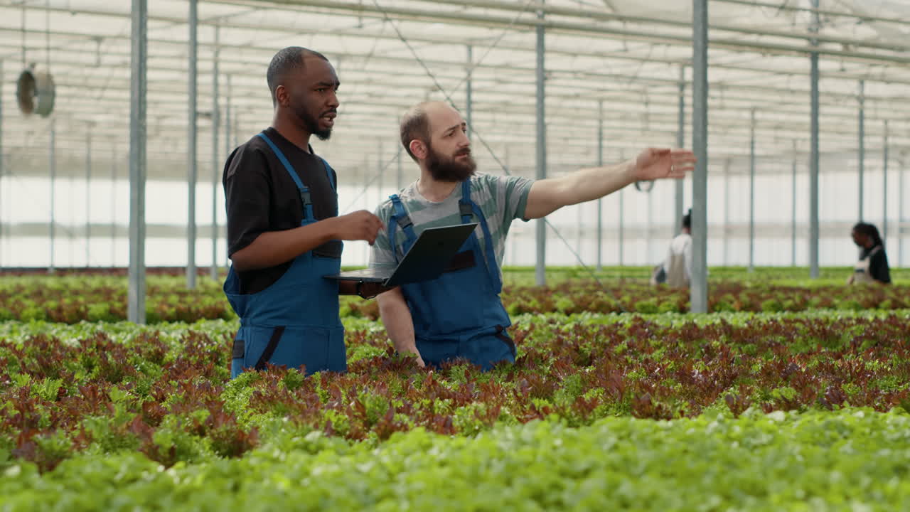 Farmers Inspecting Lettuce Crop in Greenhouse
