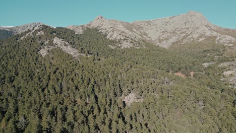 Green-pine-tree-forest-on-mountain-range-in-Madrid,-Spain