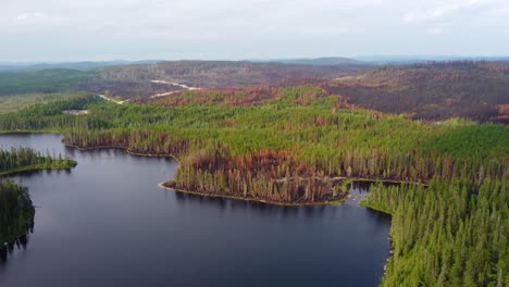 Drone-view-of-Trees-in-bare-and-dry-forest-due-to-massive-forest-fires-in-Québec-Province,-Canada