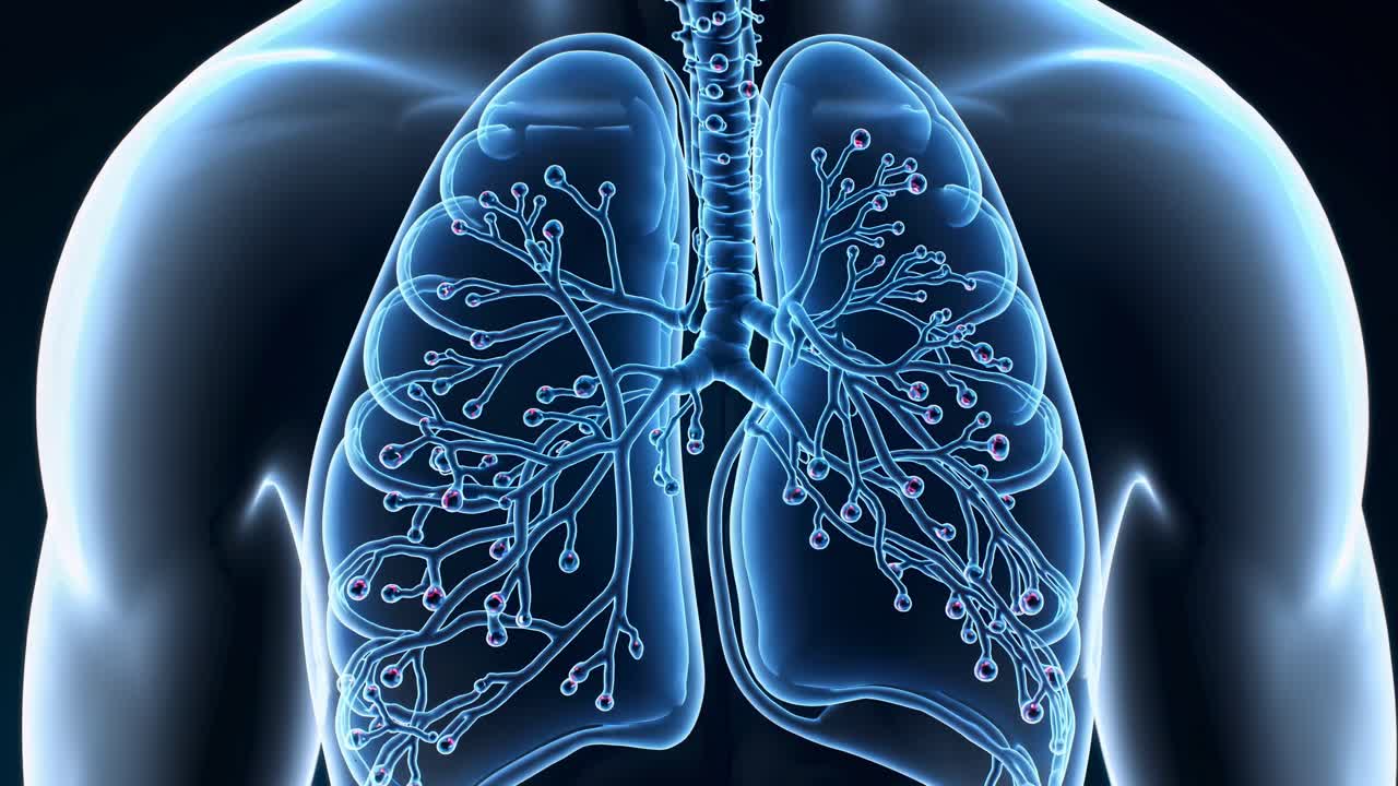 A digital illustration of human lungs with highlighted bronchi, viewed from a frontal angle