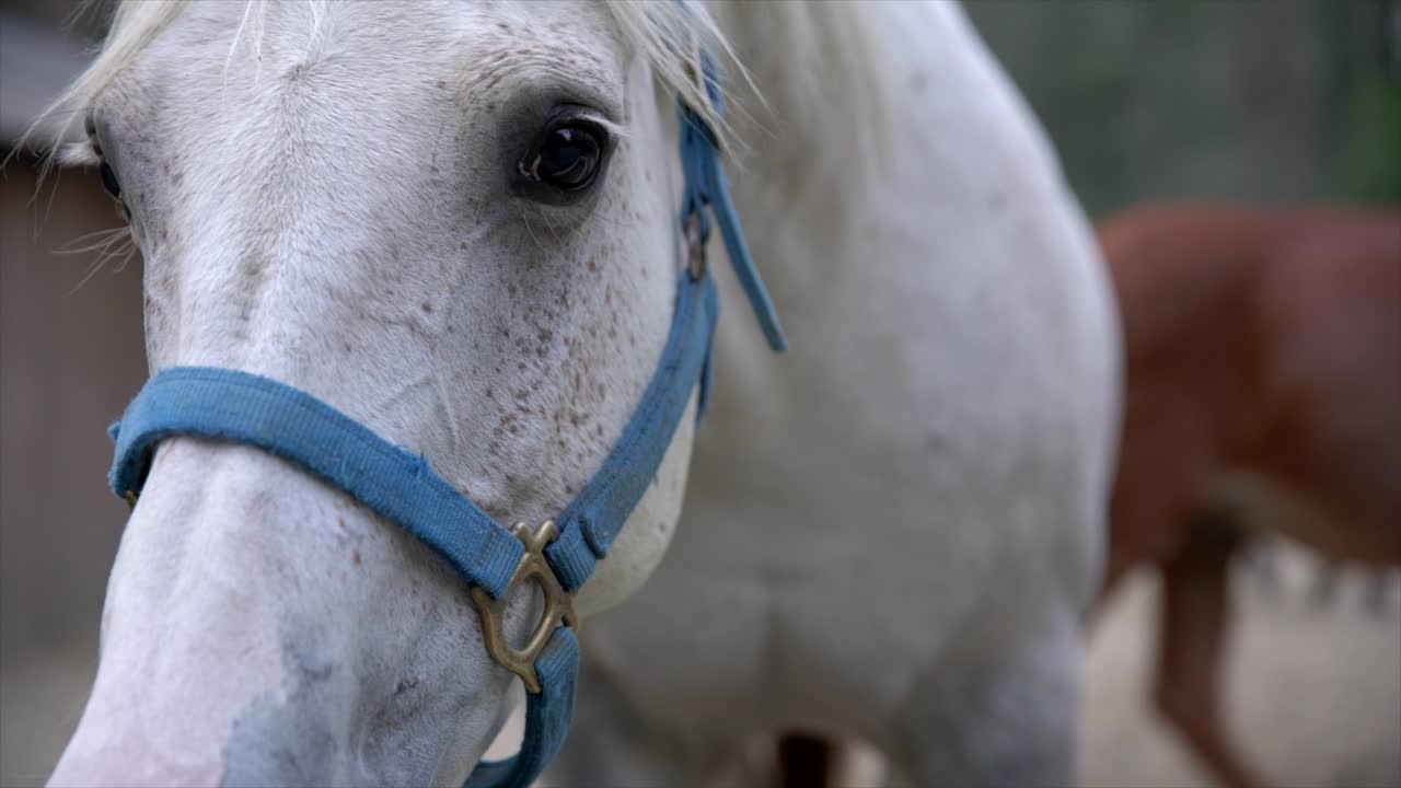 primer plano de un caballo blanco en un granero desolado