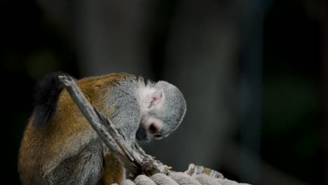 Cerca-De-Un-Mono-Ardilla-Mirando-Al-Aire-Libre