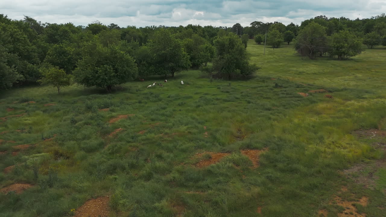 Landbrugsjord med græssende får i Cherokee City, Arkansas, USA – droneoptagelse