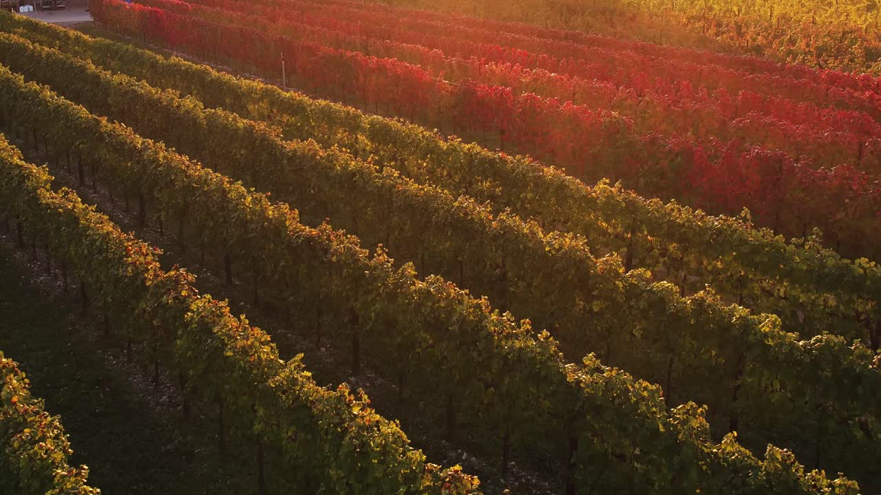 vista aérea de un colorido viñedo de otoño con hojas rojas y naranjas, en el campo italiano, al atardecer