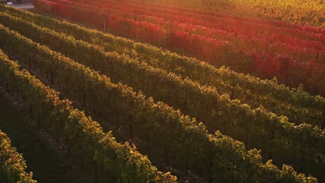 Vista-Aérea-Sobre-Coloridos-Viñedos-Otoñales-Con-Hojas-Rojas-Y-Naranjas,-En-El-Campo-Italiano,-Al-Atardecer