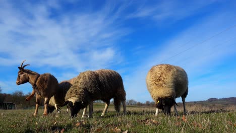 ovejas y cabras en un prado sobre hierba verde