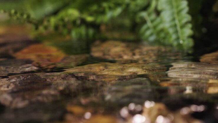 Piante sulla riva del fiume
