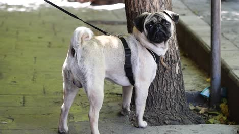 pug dog on a leash next to a tree
