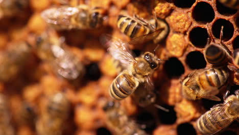 beautiful honey insects at their work. bees crawling into the cells and waving wings. macro footage. blurred backdrop.