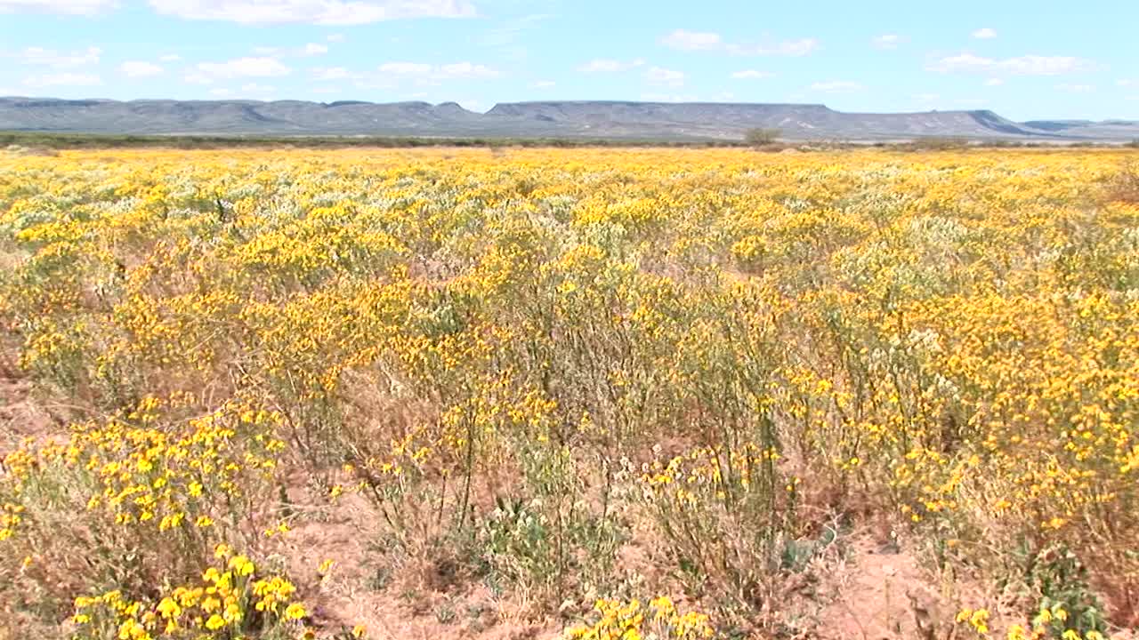 바람에 날리는 노란색 텍사스 야생화 필드의 panleft 샷