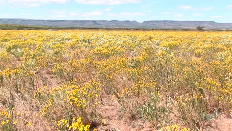 Panleft-Shot-De-Un-Campo-De-Flores-Silvestres-Amarillas-De-Texas-En-El-Viento