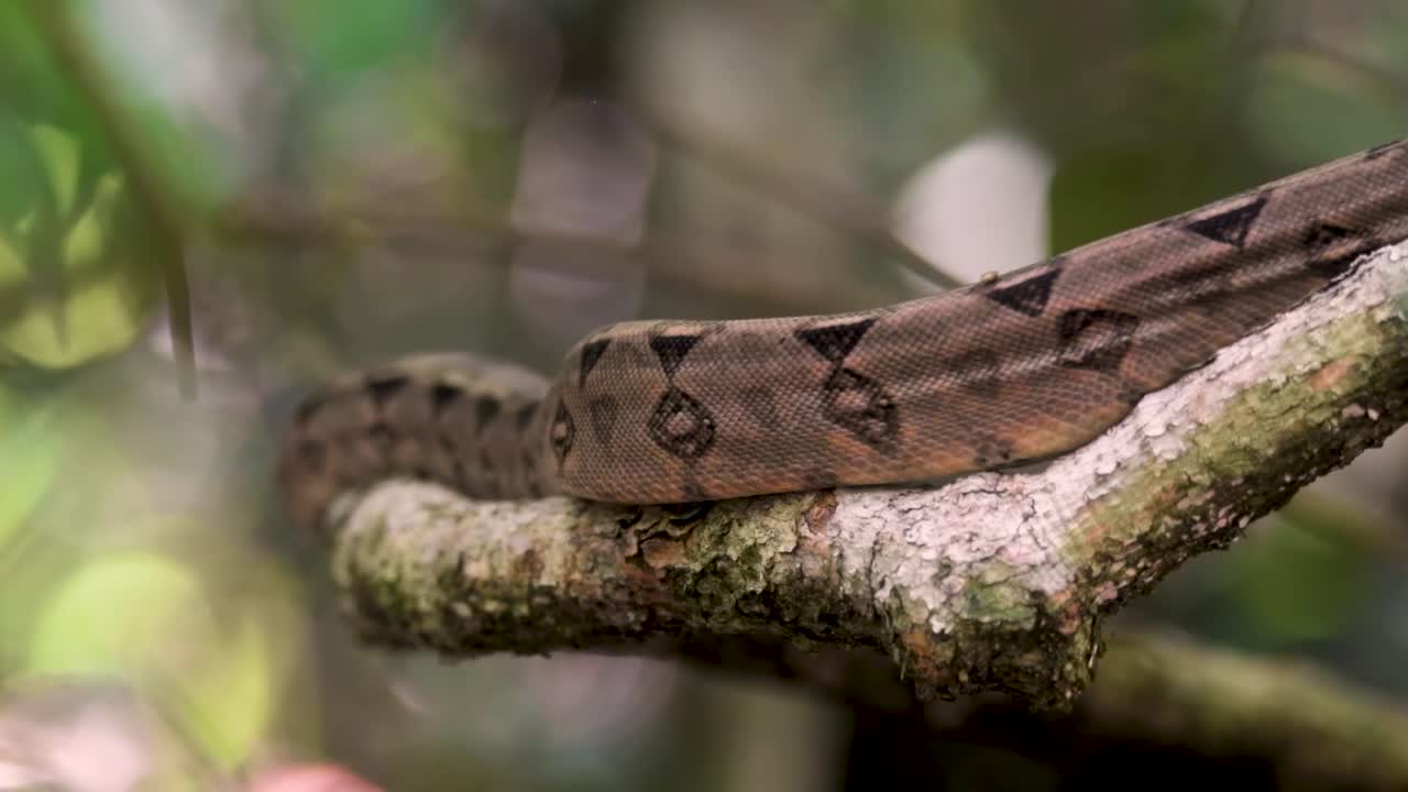 A boa constrictor slithers silently through dense foliage, tongue flicking as it senses prey. This close-up captures its stealth and precision in a natural rainforest environment.