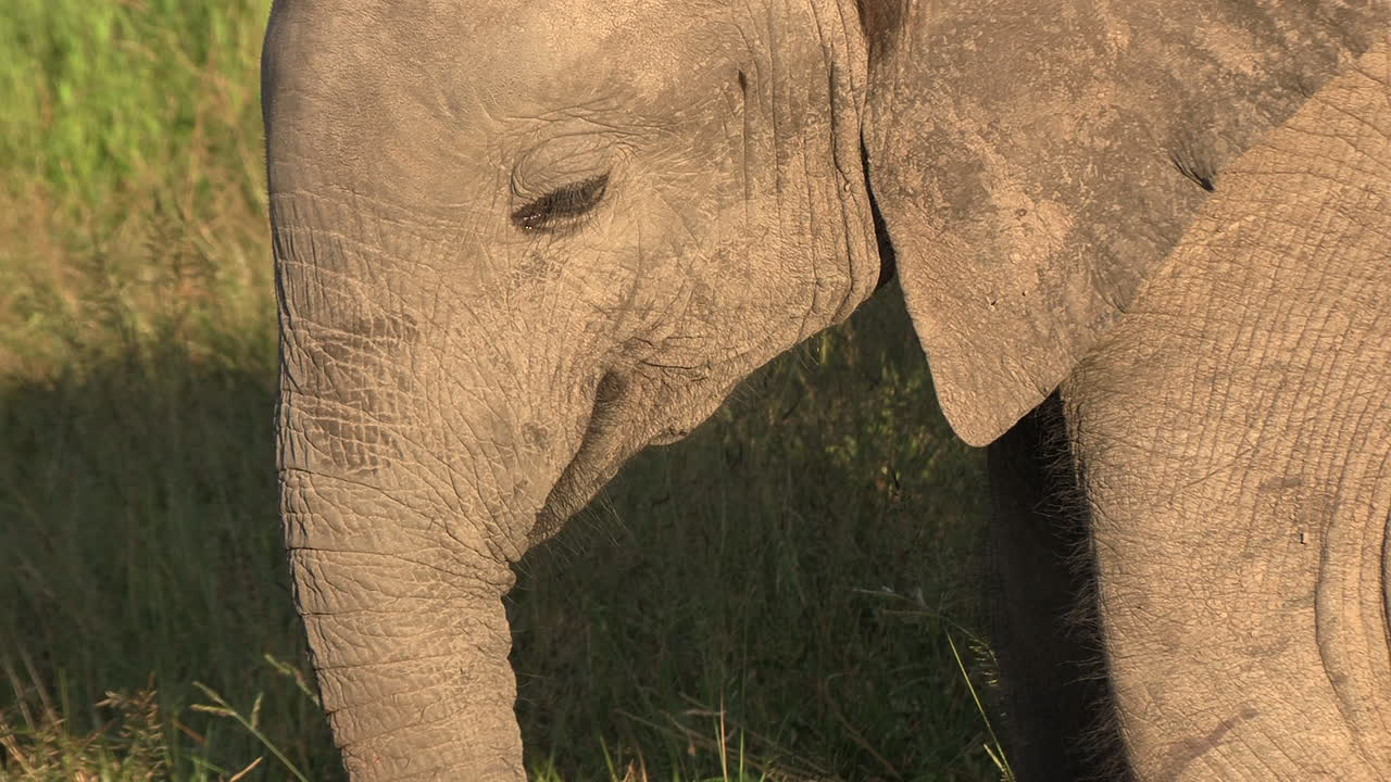 아프리카 태양 의 황금 빛 아래 잔디 를 먹고 있는 어린 코끼리 의 클로즈업