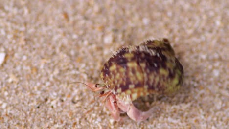 hermit crab comes out of its shell and slowly moves out