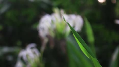 a dragonfly hangs from the blad of green grass and then flies away