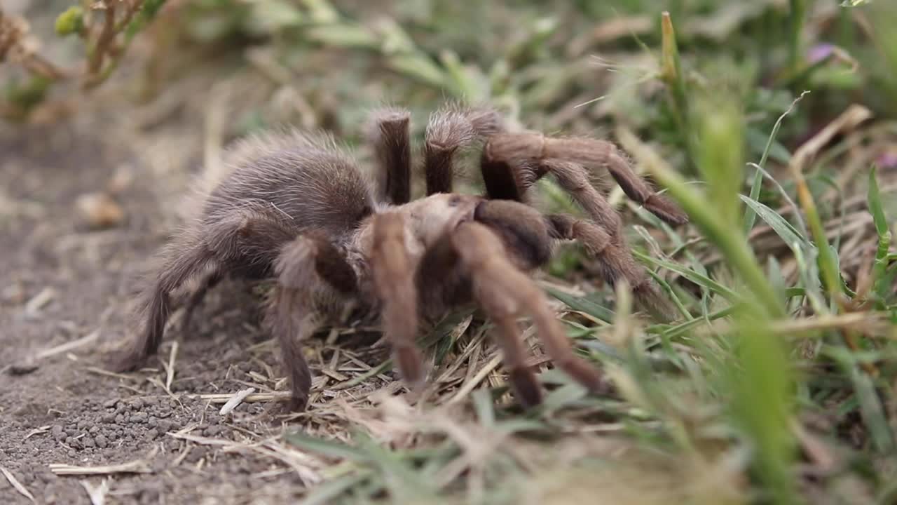 Tarantula Crawling Through Grass Field