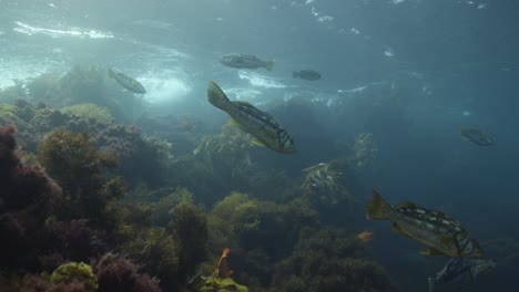 fish swimming in california kelp forest