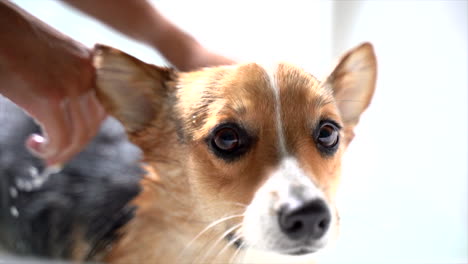 corgi having a bath in the tub