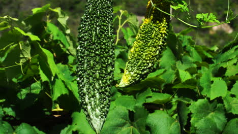 bitter gourd on tree in the field