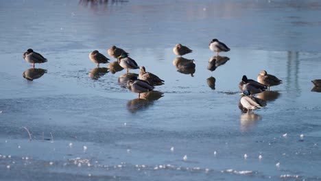 a small flock of mallard ducks wits on the thin ice