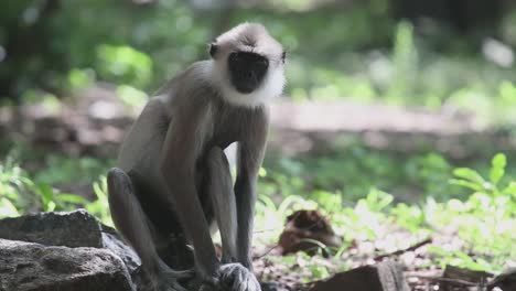el mono se sienta solo en el suelo de la jungla