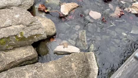 Langsam-Fließender-Bach-Im-Cove-Spring-Park-Frankfort-Kentucky-Umgeben-Von-Felsen-Und-Viel-Grün-1080p