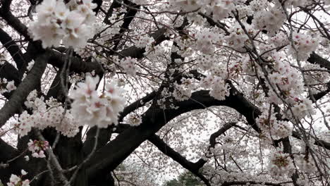 lleno de flores de cerezo rosa bajo un árbol viejo en el jardín nacional shinjuku gyoen