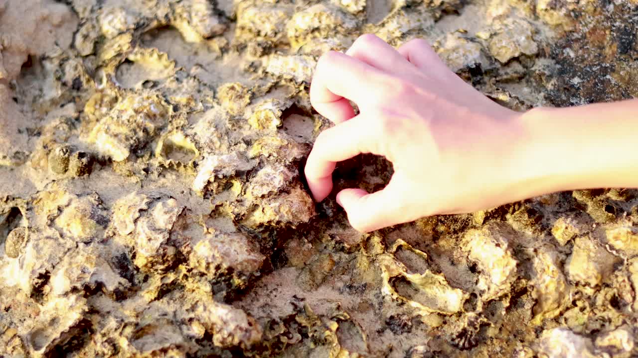 A hand carefully collects barnacles from a rocky surface on Karon Beach, Phuket, under bright natural lighting